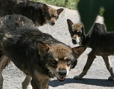 В Чите на ребёнка напали бродячие собаки