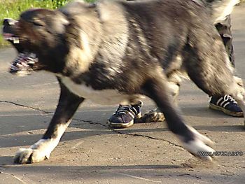 В Чите бродячие собаки покусали девочку