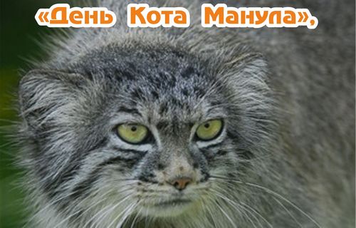 Краеведческий музей приглашает на день кота Манула